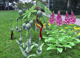 004a - ARpothecary s Garden